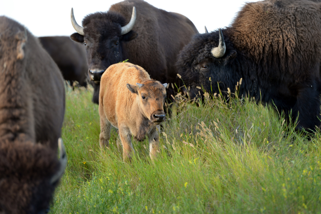 bison & calf